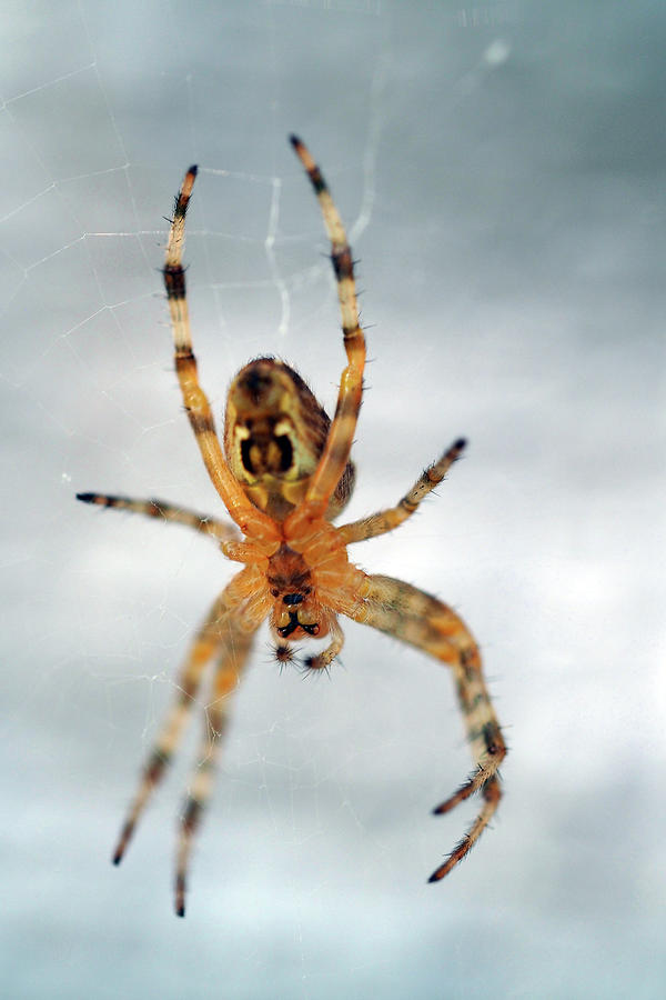 Yellow spider on a web Painting by Sv Bell