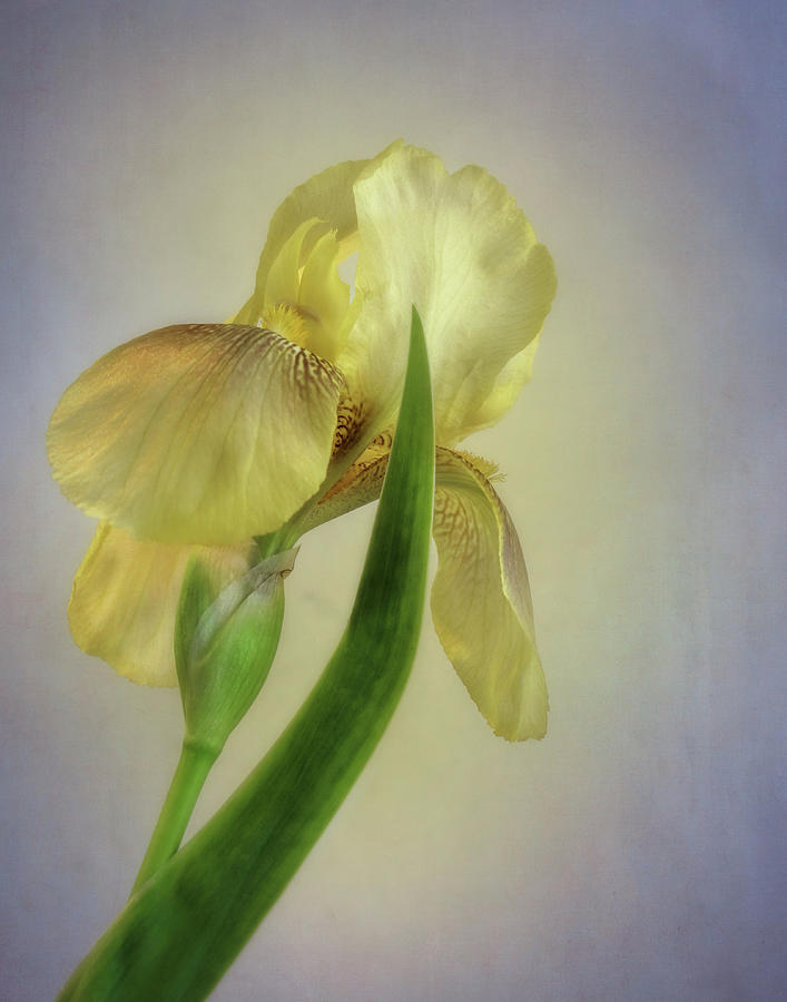 Yellow Spring Iris Photograph by David and Carol Kelly