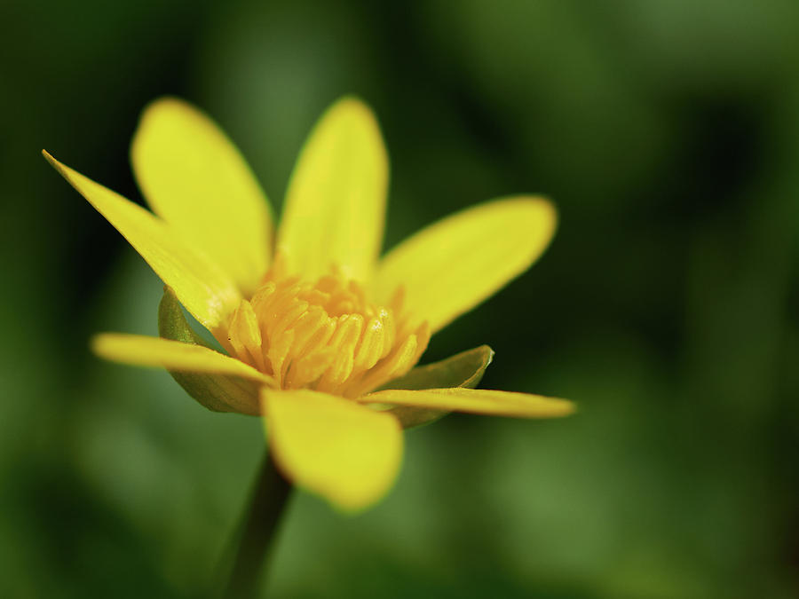 Yellow spring. Pilewort Photograph by Jouko Lehto