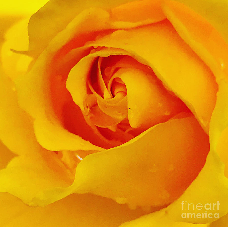 Yellow Spring Rose 5 Photograph by Suzanne Lorenz