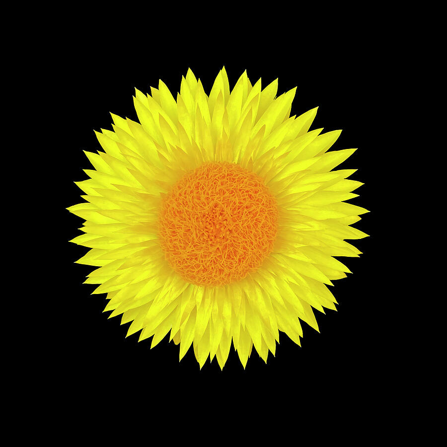 Yellow Straw Flower on Black Square Photograph by Patti Deters
