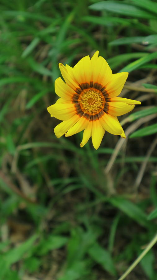 Yellow strawflower Photograph by Michael Podesta Fine Art America