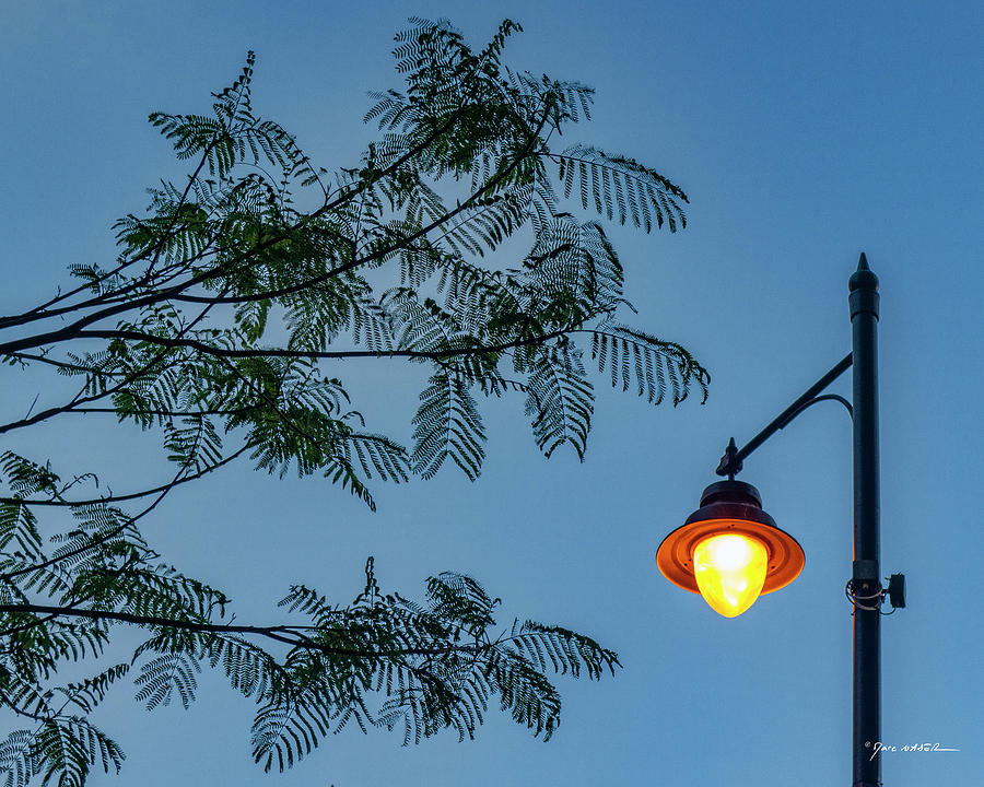 Yellow Street Lamp and The Locust Tree Photograph by Marc Nader