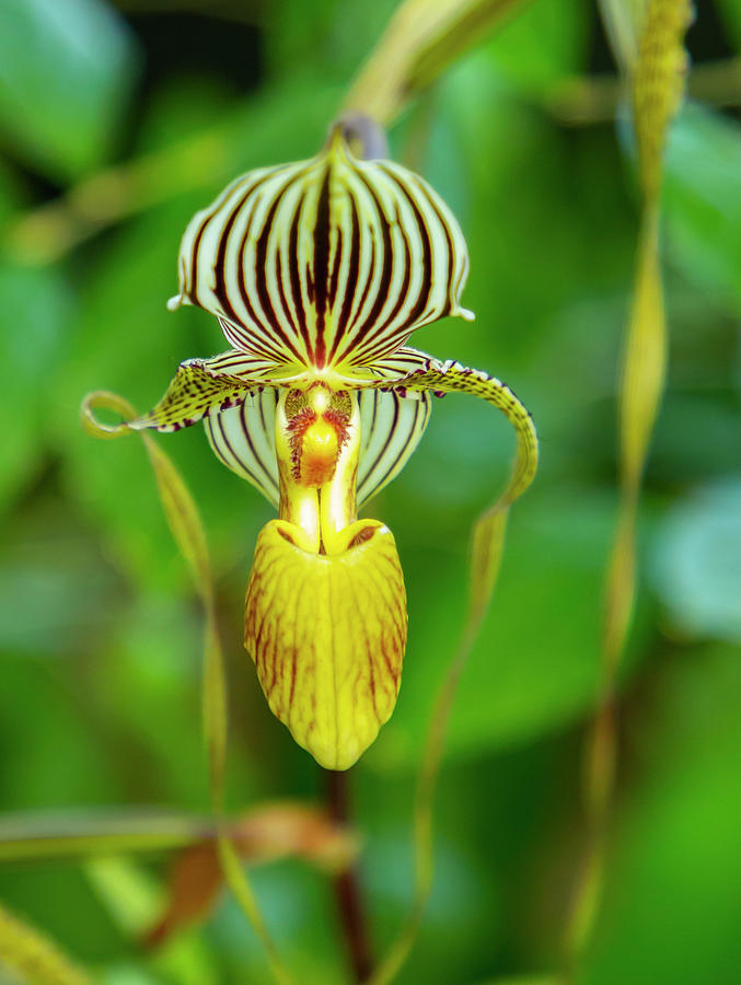 Yellow Striped Lady Slipper Photograph by Cate Franklyn
