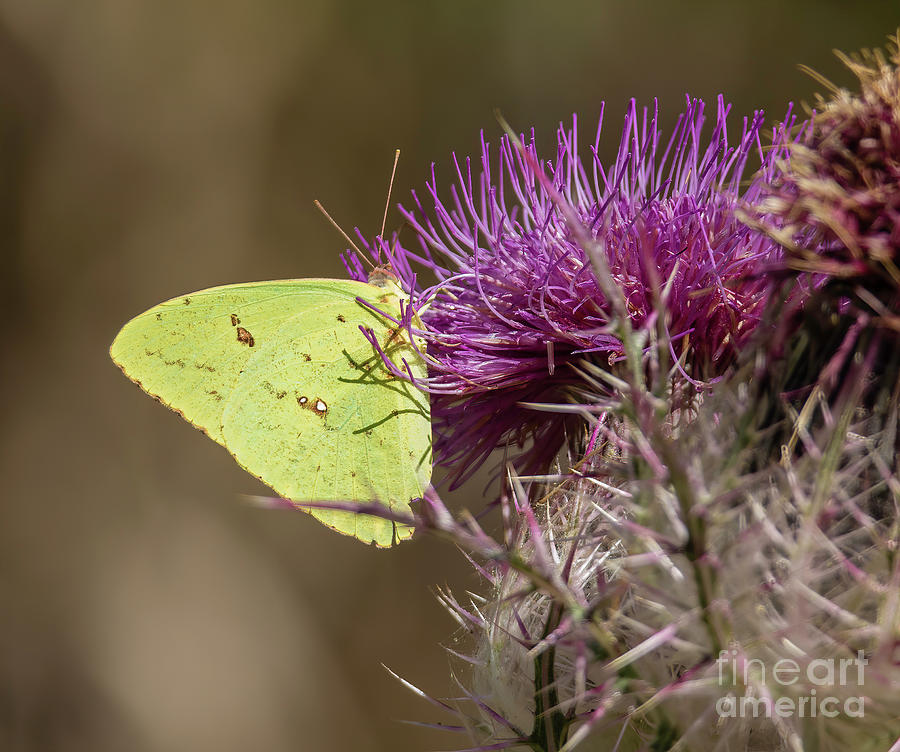 Butterfly Photograph - Yellow Sulfur A8792 by Stephen Parker