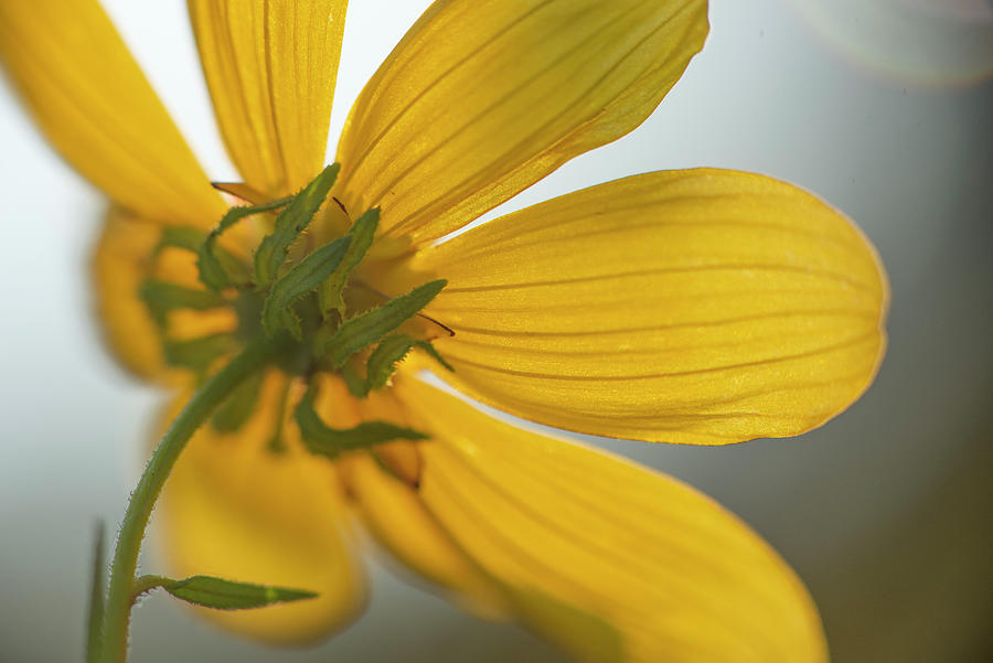 Daisy Photograph - Yellow Summer Daisy Macro by Karen Rispin