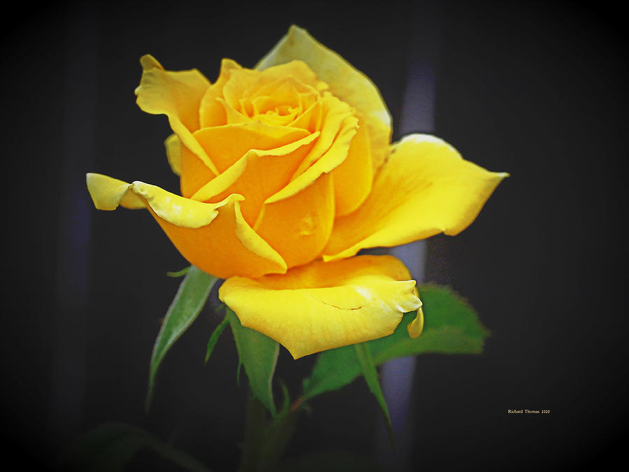 Yellow Summer Rose Photograph by Richard Thomas