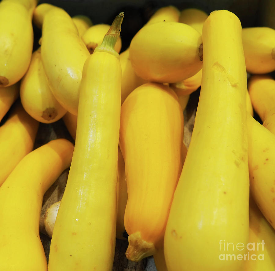 Yellow Summer Squash Photograph by Ginger Repke