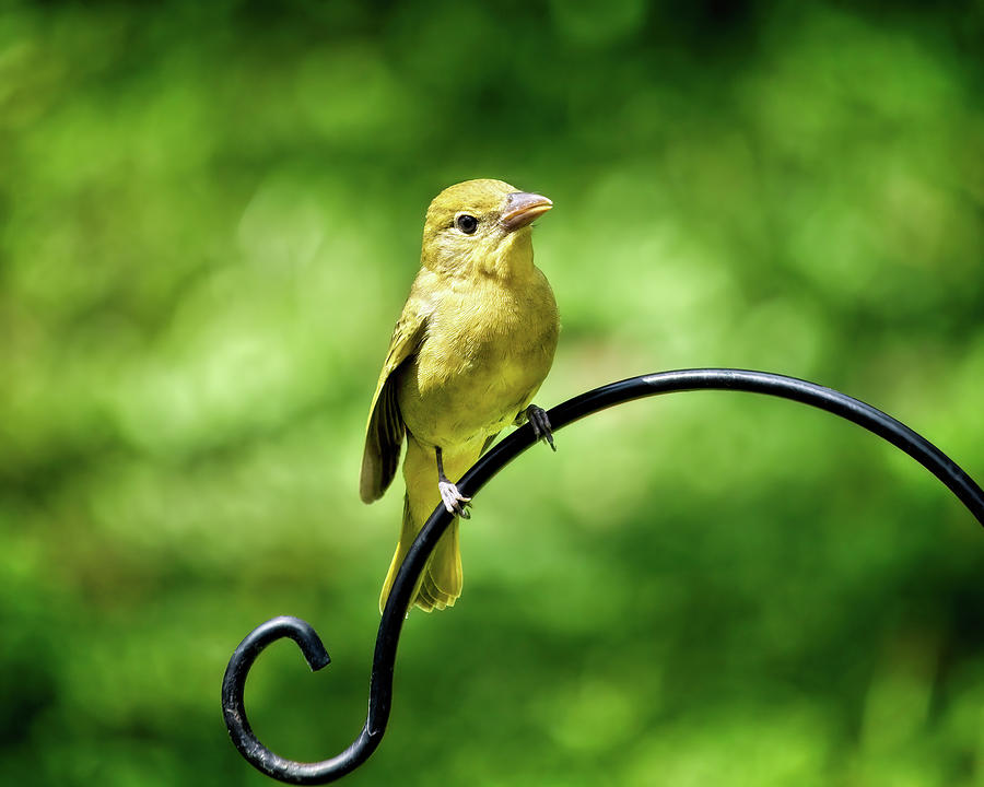 Yellow Summer Tanager Fledgling Photograph by Laura Vilandre