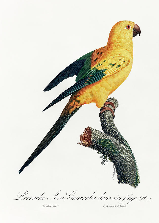 Yellow Sun Parakeet Mixed Media by World Art Collective