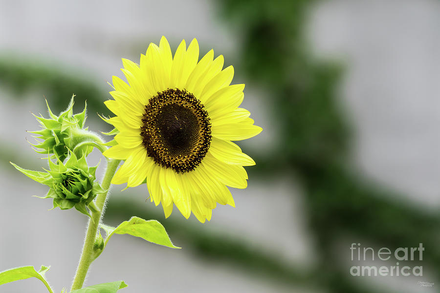 Yellow Sunflower And Buds Photograph by Jennifer White
