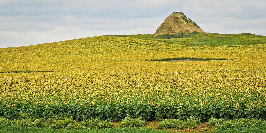 Yellow Sunflower Field and Lonely Butte Photograph by Mary Tastad Yellow Sunflower Field and Lonely Butte Photograph by Mary Tastad