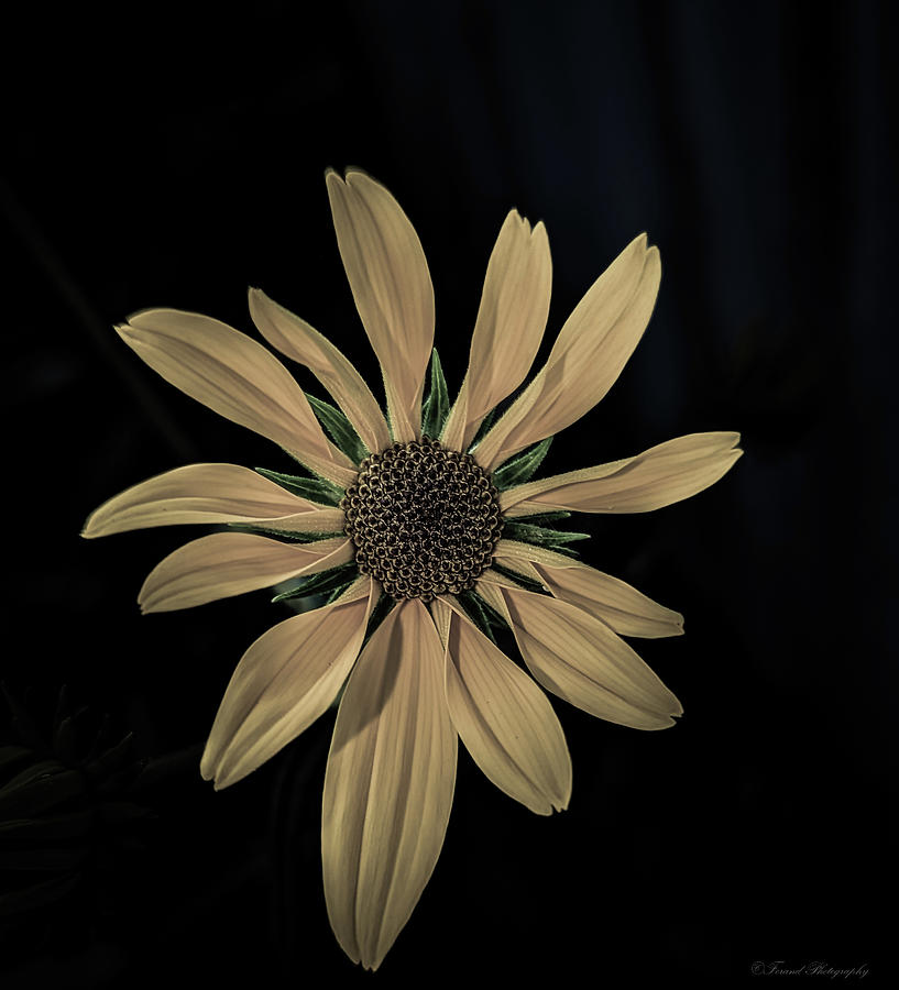 Yellow Sunflower Flower Photograph