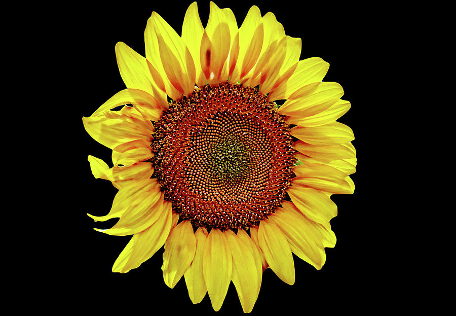 Yellow sunflower Photograph by Martin Smith