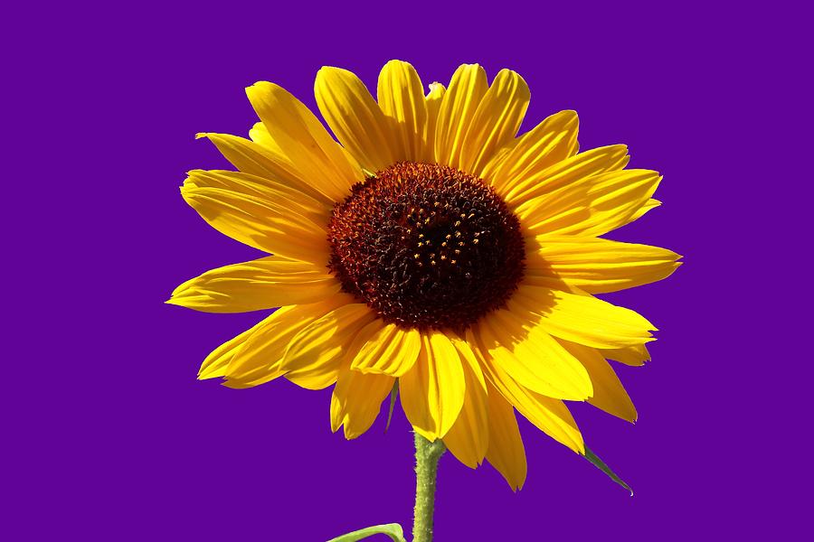 Yellow Sunflower on Purple Background Photograph by Kathrin Poersch