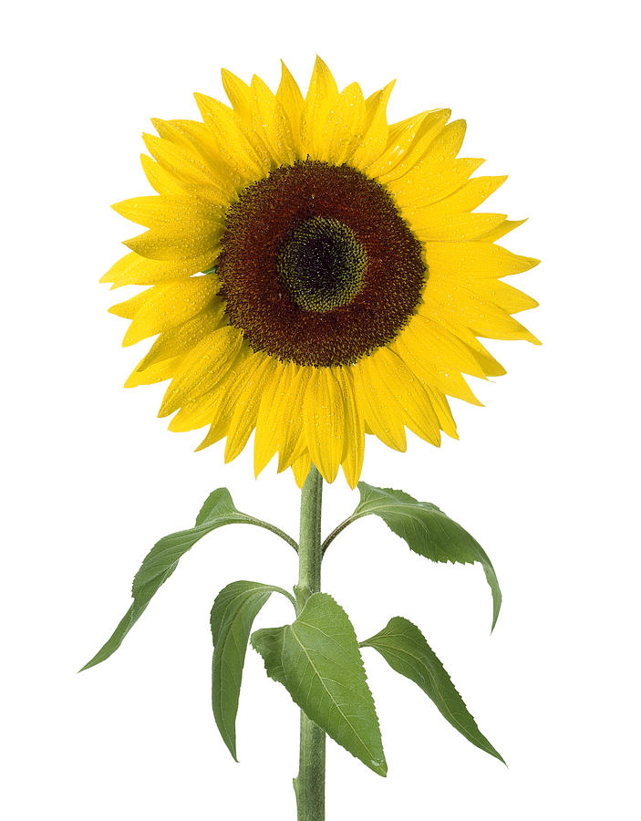 Yellow sunflower on white background Photograph by Aleaimage