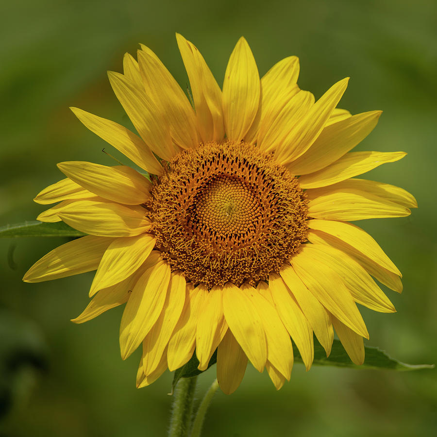 Yellow Sunflower Photograph Photograph by JBK Photo Art