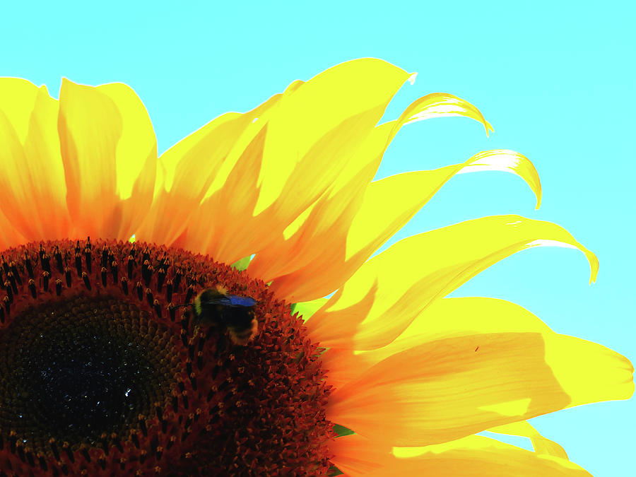 Yellow Sunflower Stretching in the Summer Sun Photograph by Kathrin Poersch