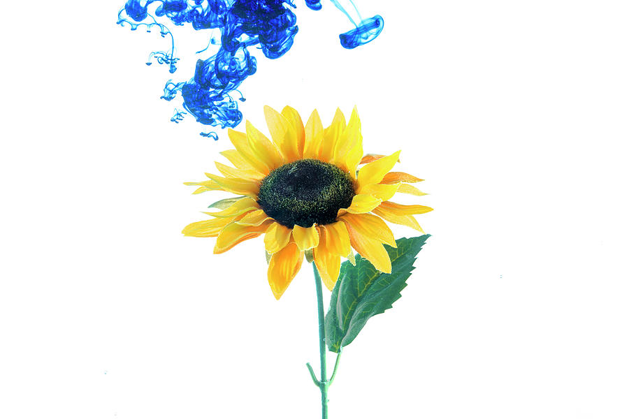 Yellow sunflower with mysterious blue cloud Photograph by Dan Friend