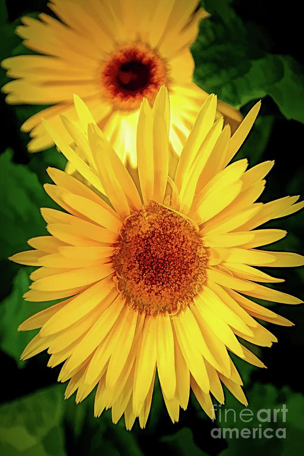Sunflower Digital Art - Yellow Sunflowers - Line and Ink by Chris Mautz