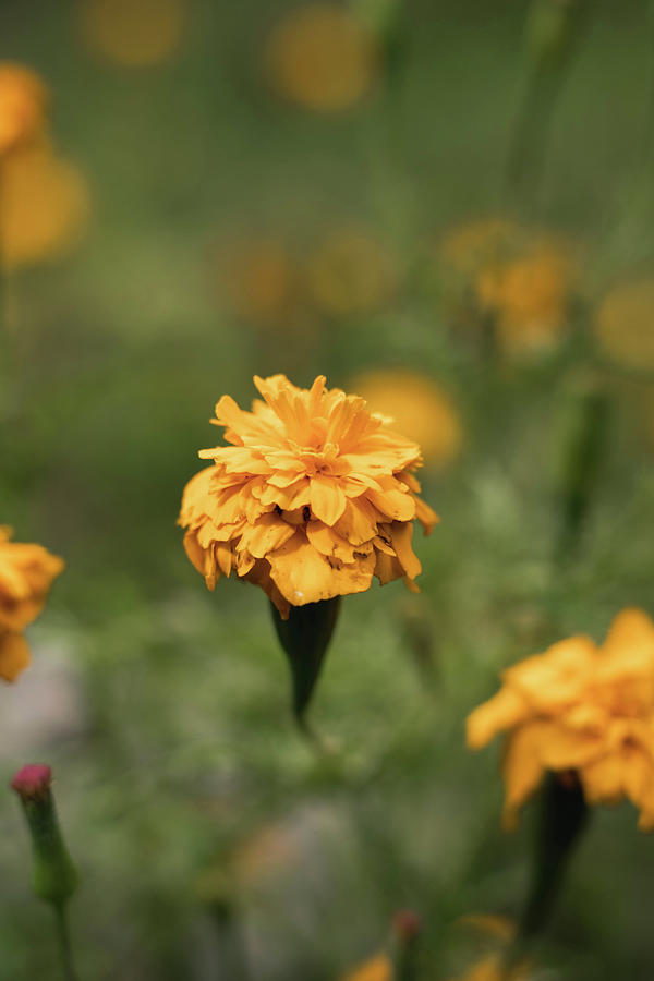 Yellow Sunshine Flower Photograph by Alejandro Escobar - Fine Art America