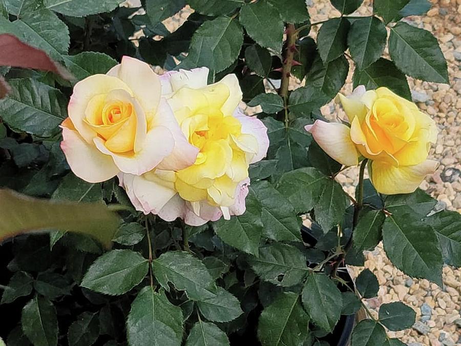 Yellow Sunshine Roses Photograph by Charlotte Gray - Fine Art America