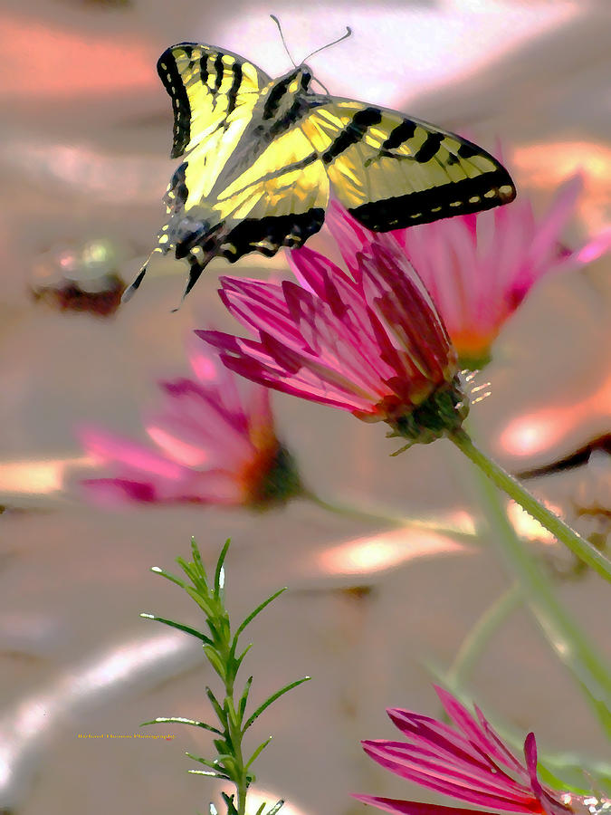 Yellow Swallowtail Abstract Photograph by Richard Thomas
