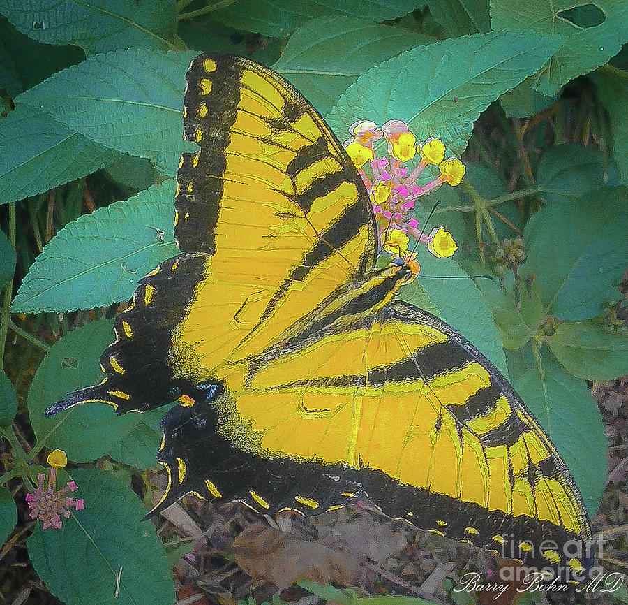 Yellow swallowtail Photograph by Barry Bohn