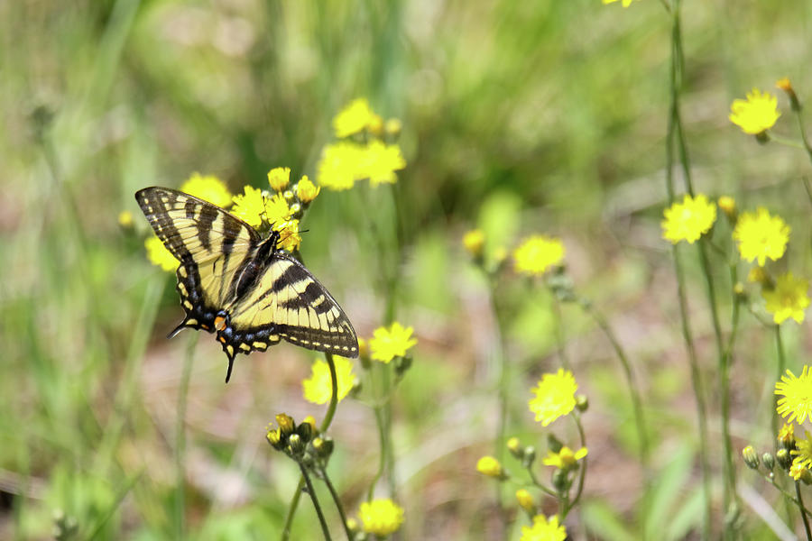 Yellow Swallowtail Photograph by Brook Burling