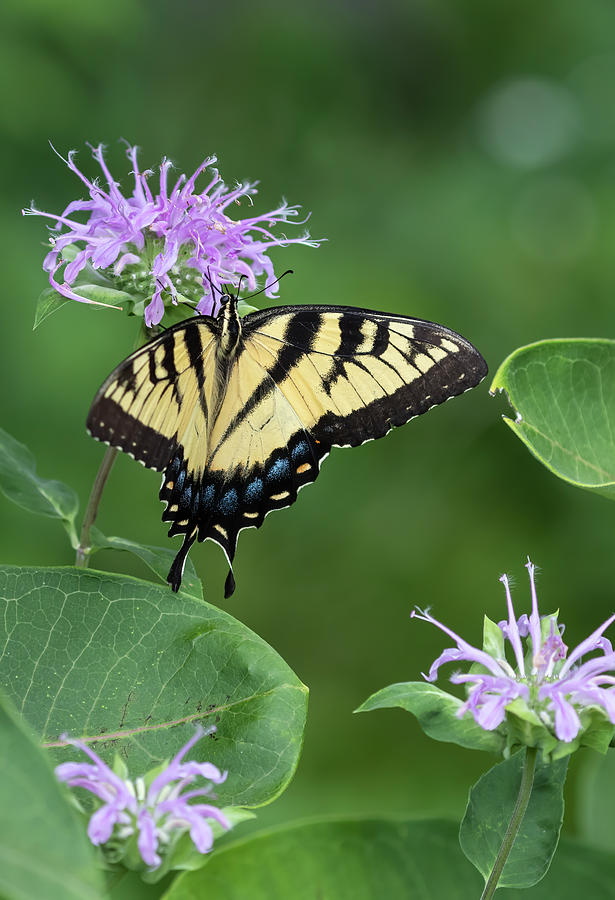 Yellow Swallowtail Butterfly 1-2020 Photograph by Thomas Young