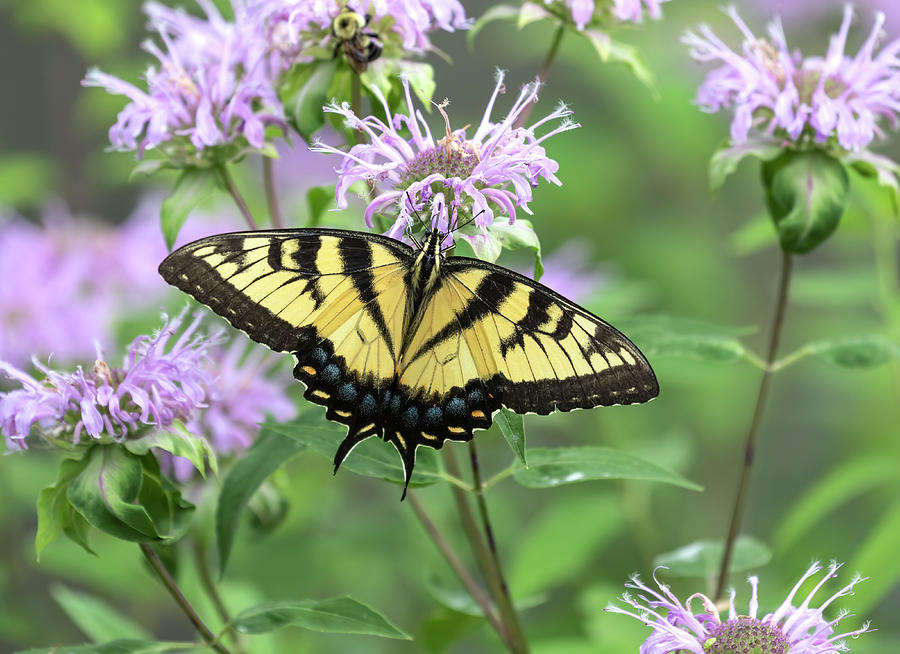 Yellow Swallowtail Butterfly 2-2020 Photograph by Thomas Young