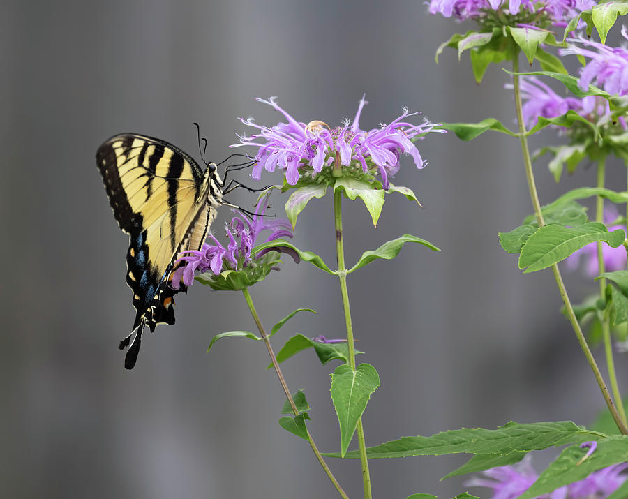 Yellow Swallowtail Butterfly 3-2020 Photograph by Thomas Young