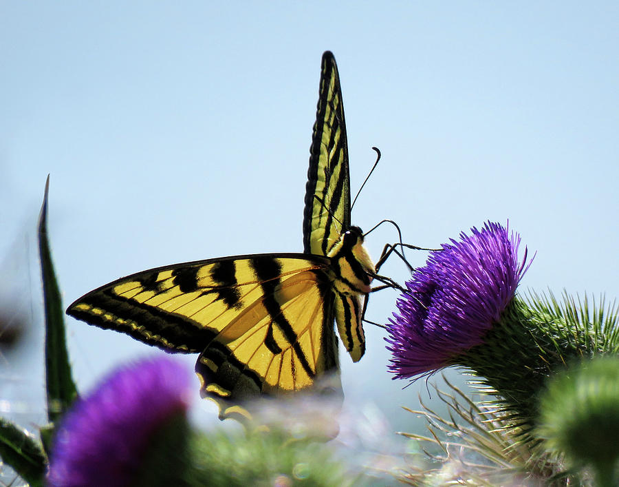 Yellow Swallowtail Butterfly II Photograph by Helaine Cummins