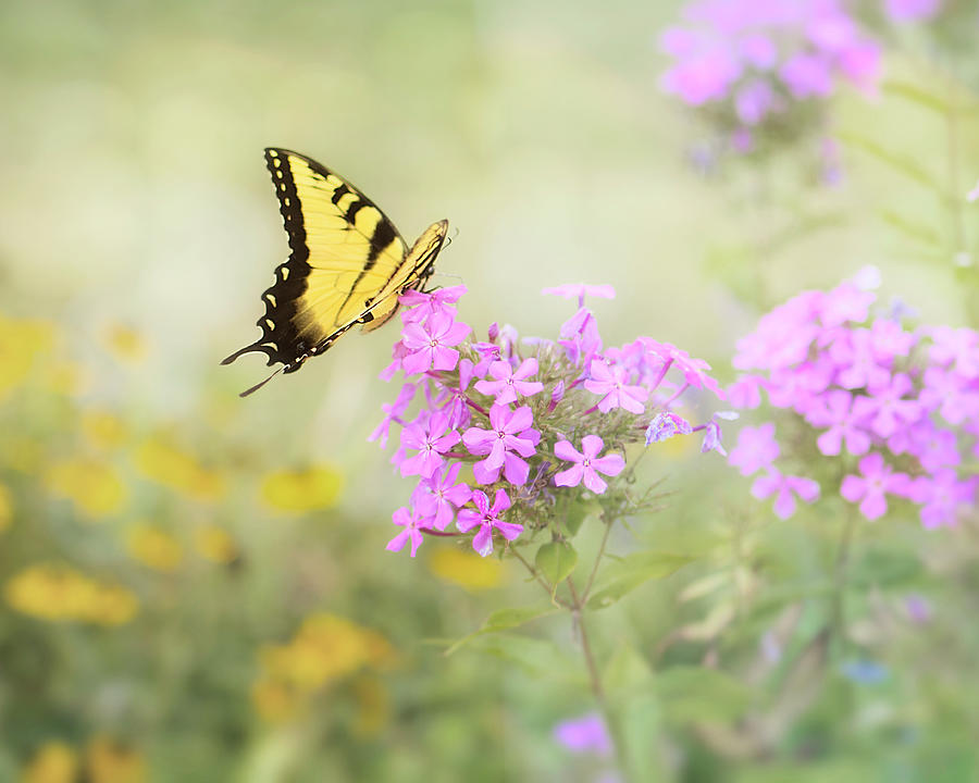 Yellow Swallowtail Butterfly In The Garden Photograph by Ann Powell