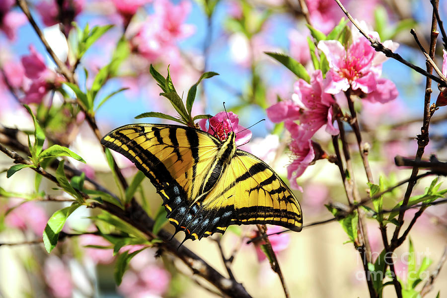 Yellow swallowtail butterfly on peach tree blossom. Photograph by Gunther Allen