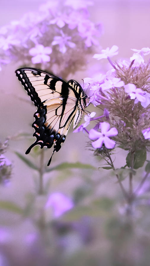 Yellow Swallowtail Butterfly On Pink Flowers Photograph by Ann Powell