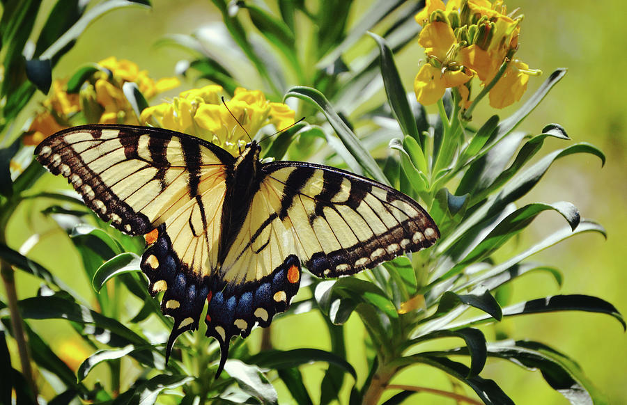 Yellow Swallowtail Butterfly On Yellow Flowers Photograph