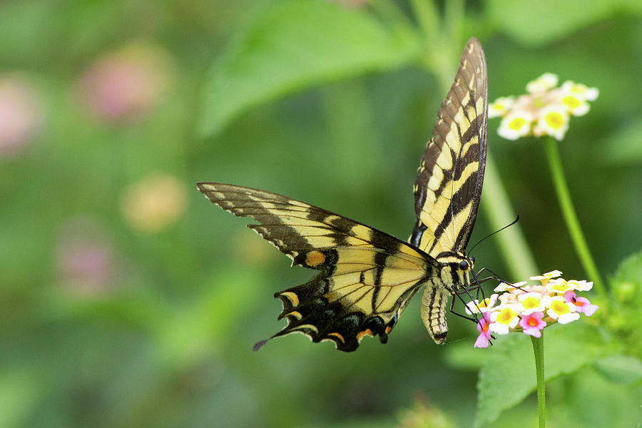 Yellow Swallowtail Photograph by Jenion Tyson - Pixels