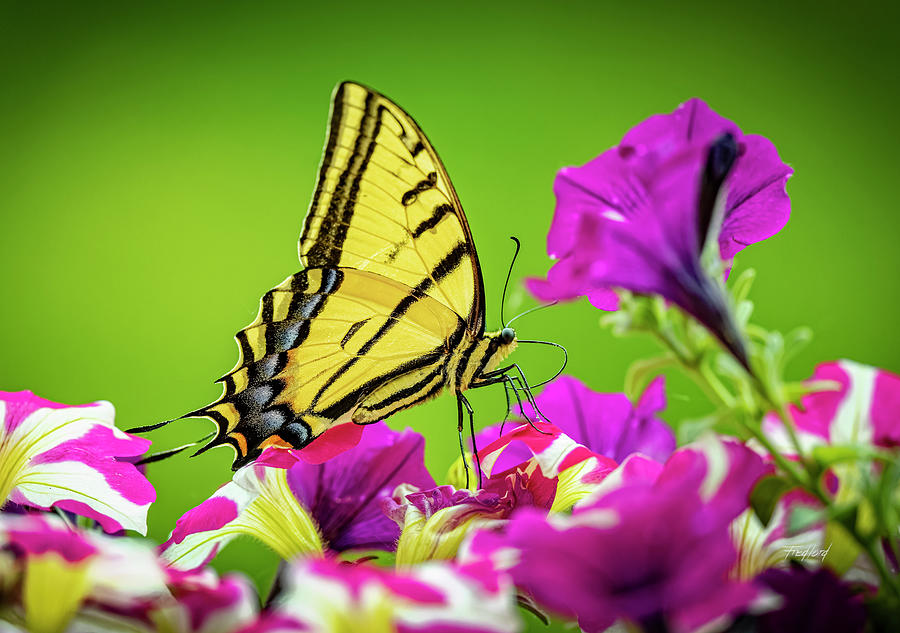 Yellow Swallowtail on Petunias Photograph by Fred J Lord