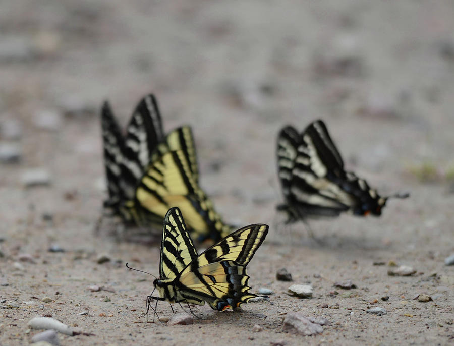 Yellow Swallowtail Puddling Photograph by Whispering Peaks Photography