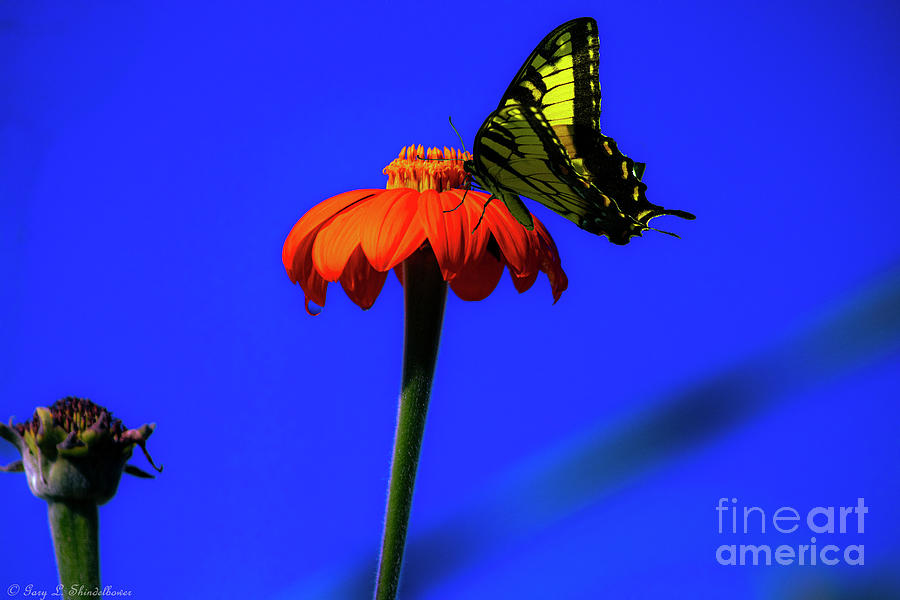 Yellow Swallowtail Red Mexican Photograph