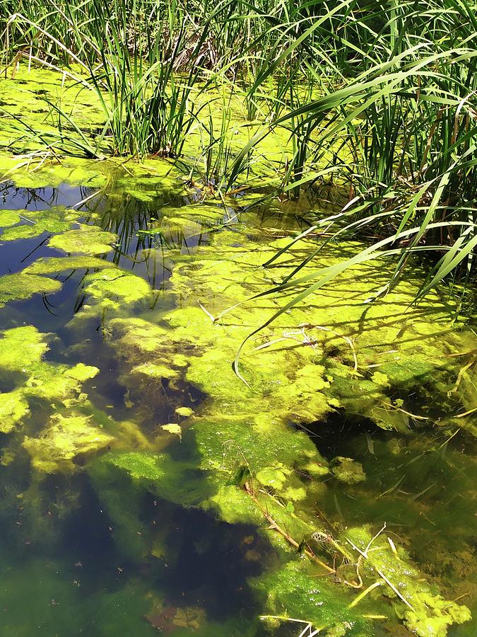 Yellow Swamp Moss Photograph by Esther Newman-Cohen | Fine Art America