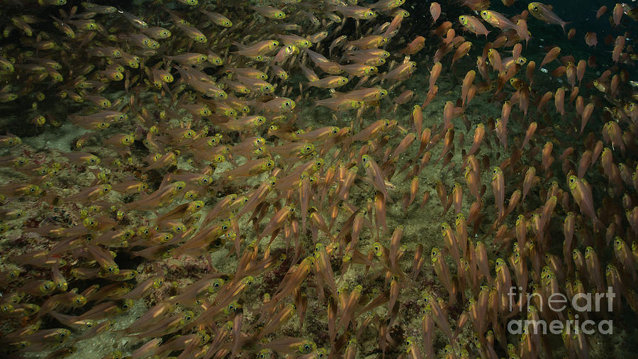 Fish Photograph - Yellow Sweepers by Nirav Shah