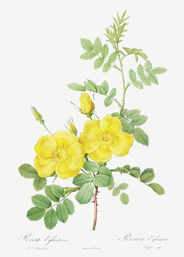 Yellow Sweetbriar Roses Painting