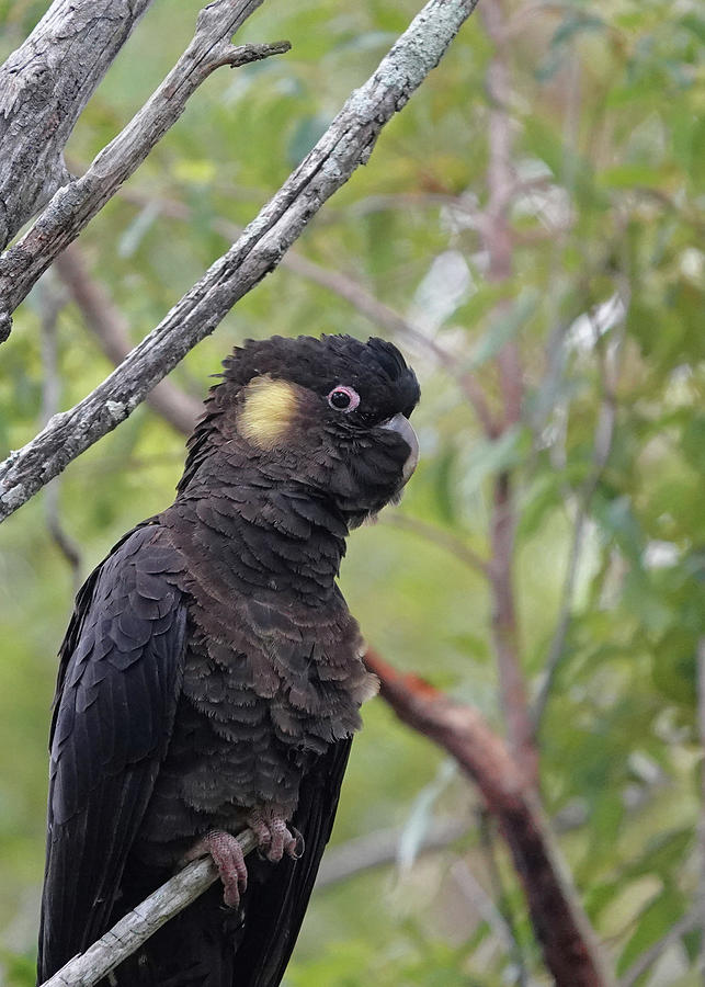 Yellow-tailed Black Cockatoo Photograph by Maryse Jansen