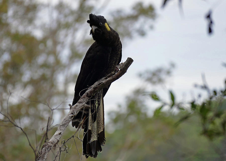 Yellow-tailed Black Cockatoo Perched Photograph by Maryse Jansen