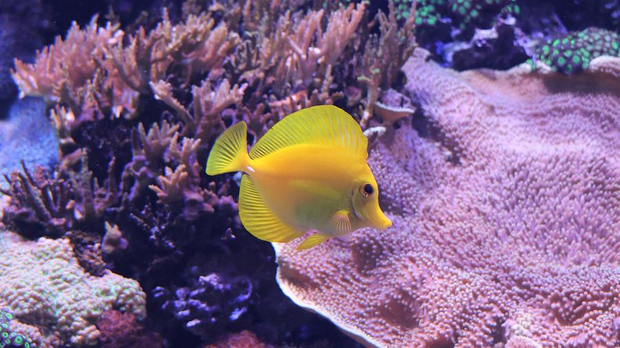 Yellow Tang Fish Photograph by Barbara Charles Fine Art America