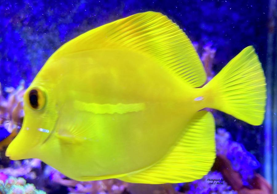 Yellow Tang Fish Photograph by Joel Malek - Fine Art America