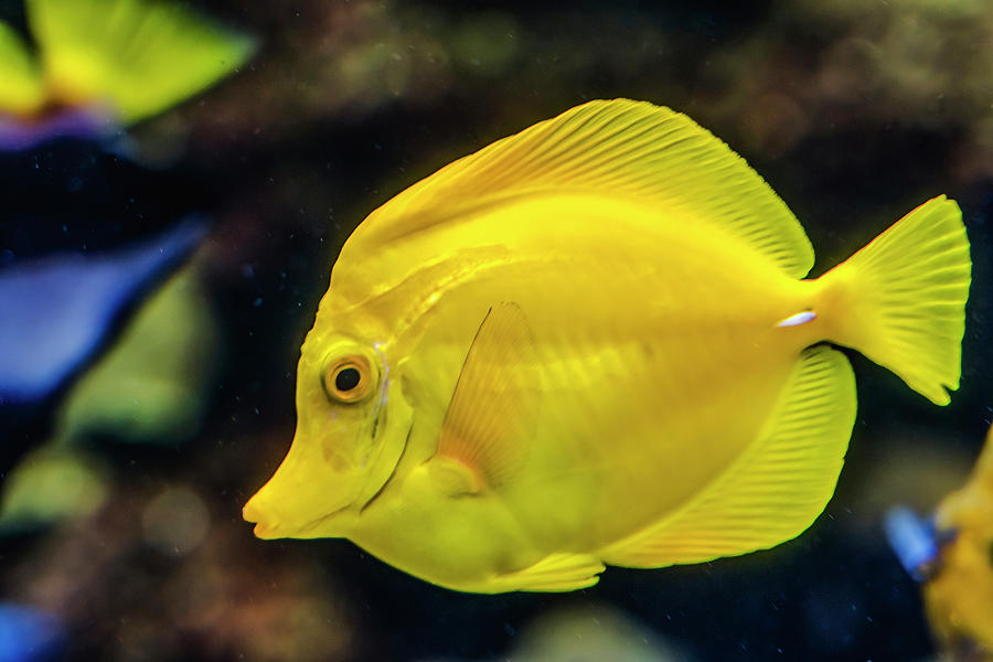 Yellow Tang Fish Waikiki Oahu Hawaii Photograph by William Perry - Fine ...