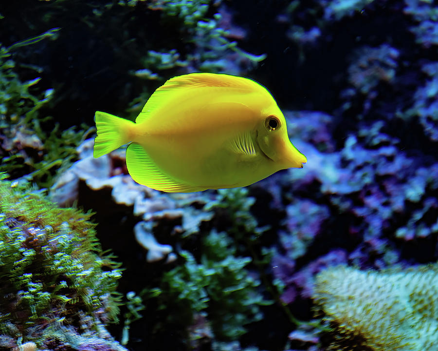 Fish Photograph - Yellow Tang by Flees Photos